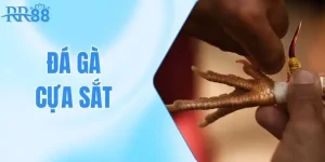 Đá Gà Cựa Sắt - Sức Hút Từ Loại Hình Thi Đấu Số 1 Tại RR88