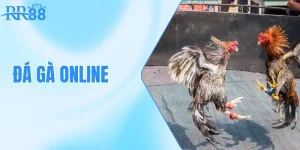 Đá Gà Online RR88: Khám Phá Sân Chơi Đầy Kịch Tính