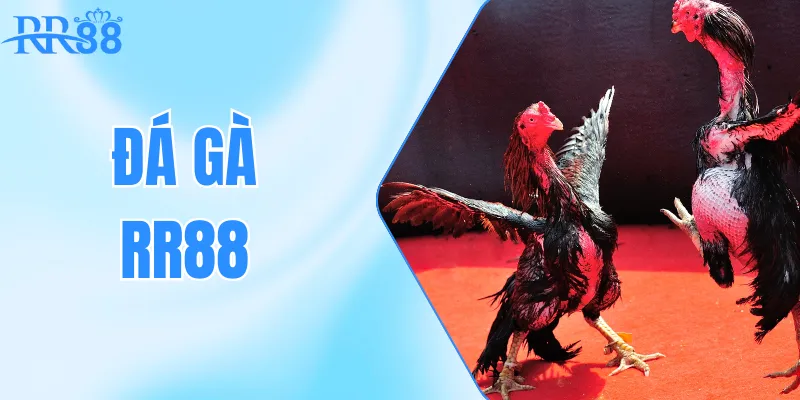 Đá Gà RR88 – Sân Chơi Cá Cược Uy Tín Hàng Đầu Châu Á