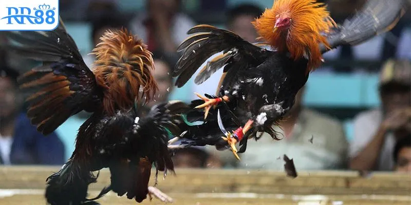 Nắm vững luật lệ trải nghiệm đá gà Thomo